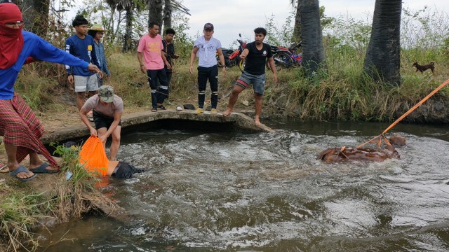 ช่วยวัวบราห์มันท้อง4เดือนพลัดตกประตูน้ำ