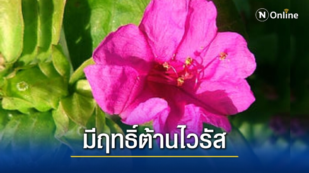 รู้หรือไม่? "บานเย็น" นอกจากจะมีดอกสวย ยังช่วยต้านเชื้อไวรัสได้