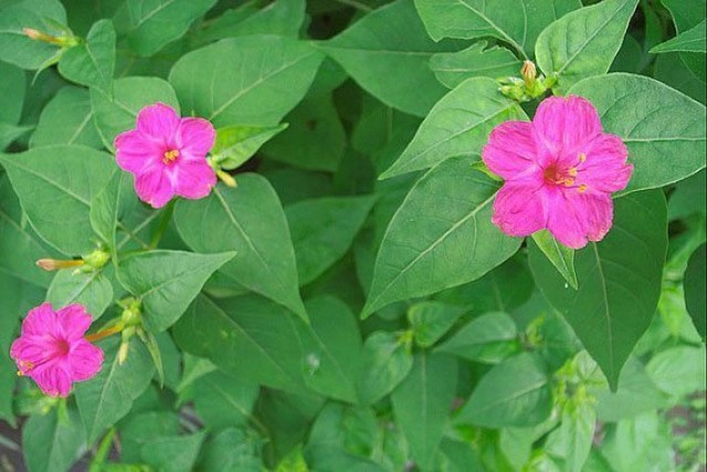 รู้หรือไม่? "บานเย็น" นอกจากจะมีดอกสวย ยังช่วยต้านเชื้อไวรัสได้