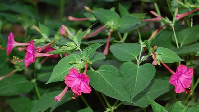 รู้หรือไม่? "บานเย็น" นอกจากจะมีดอกสวย ยังช่วยต้านเชื้อไวรัสได้