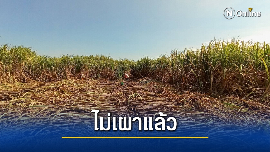 เลิกเผา เกษตรกรไร่อ้อยหันมาตัดสดส่งโรงเงานแก้ปัญหาฝุ่น เลิกเผา เกษตรกรไร่อ้อยหันมาตัดสดส่งโรงเงานแก้ปัญหาฝุ่น