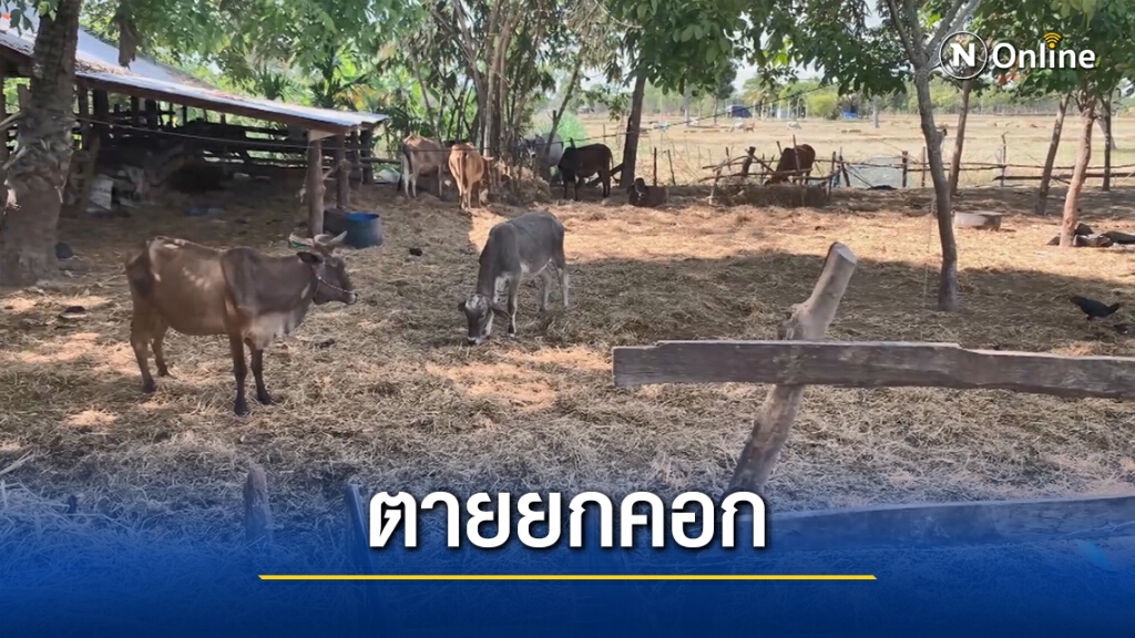3หมู่บ้านระทม วัวตายยกคอกกว่า20ตัว สูญเงินนับล้านบาท
