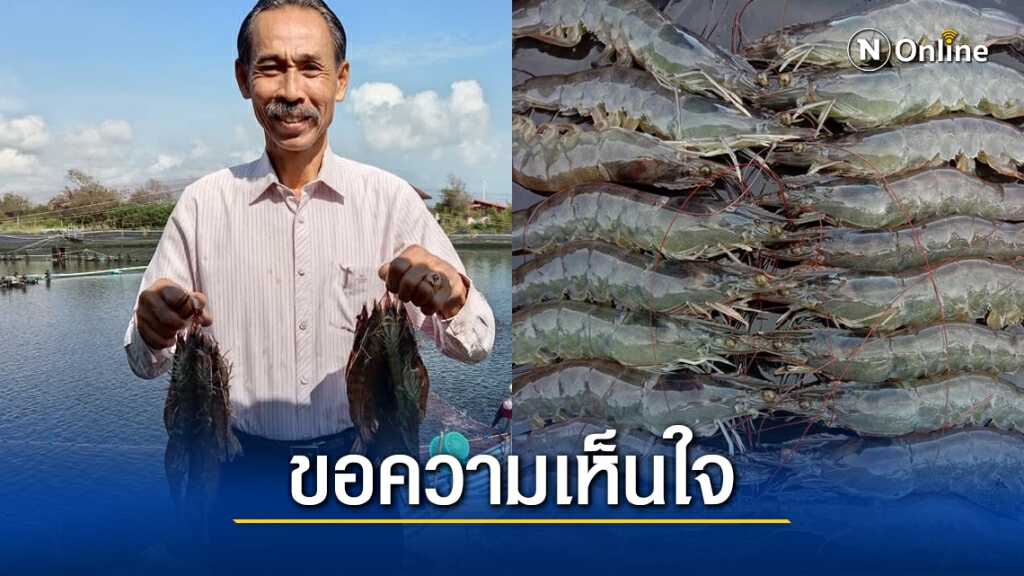 เกษตรกรเลี้ยงกุ้งวอนช่วย ราคากุ้งลด 10-20 บาท เกษตรกรเลี้ยงกุ้งวอนช่วย ราคากุ้งลด 10-20 บาท