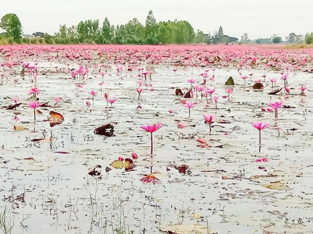 ดอกบัวแดงบานสะพรั่ง รอนทท.เซลฟี่ช่วงปีใหม่