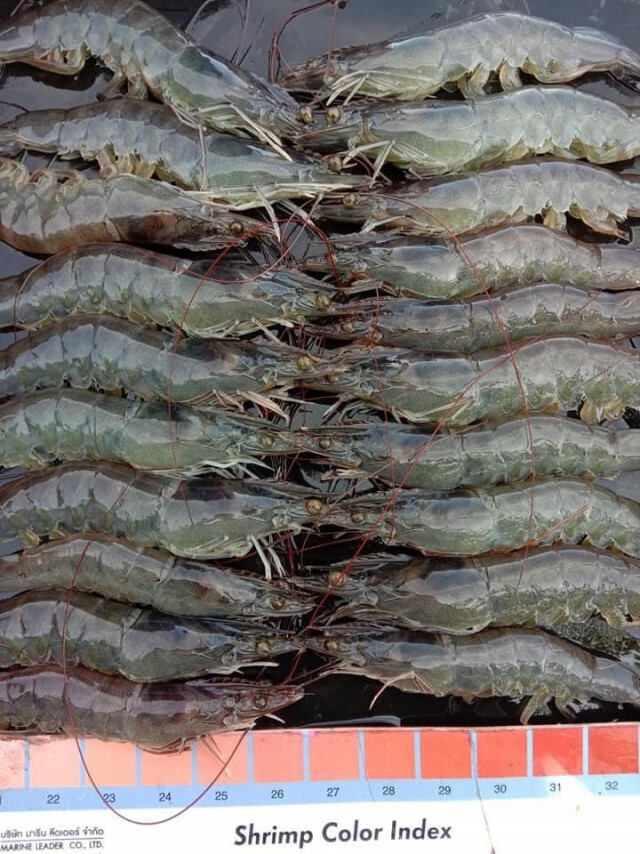 เกษตรกรเลี้ยงกุ้งวอนช่วย ราคากุ้งลด 10-20 บาท