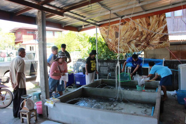 เปิดหน้าบ้านขายกุ้งก้ามกรามเอง ปชช.มั่นใจไม่ได้มารับสุมทรสาคร