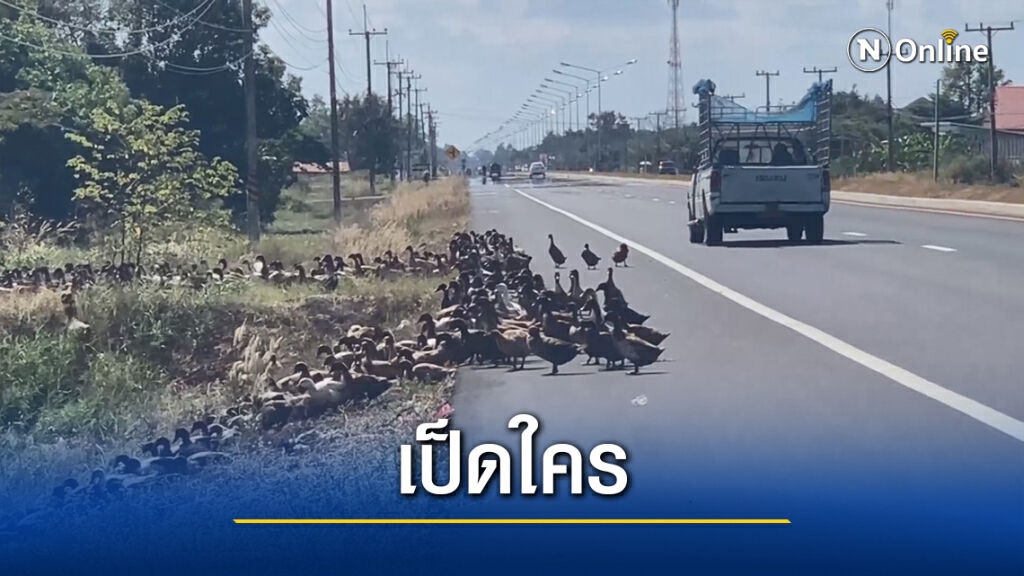 ผวาแพร่เชื้อเป็ดไล่ทุ่งปล่อยเลี้ยงที่นาคนอื่นหลายพันตัว