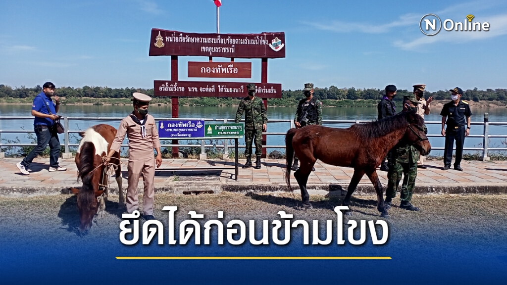 ยึดม้า 3 ตัวเตรียมลักลอบข้ามโขงส่งลาว ยึดม้า 3 ตัวเตรียมลักลอบข้ามโขงส่งลาว
