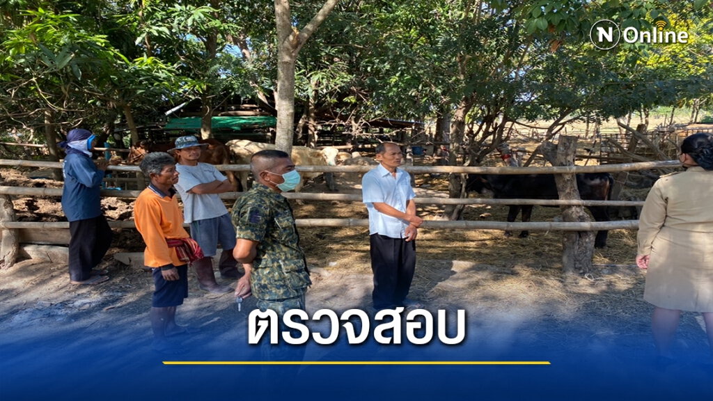 ปศุสัตว์อำเภอขุขันธ์เข้าตรวจสอบวัวตายยกคอกกว่า20ตัว