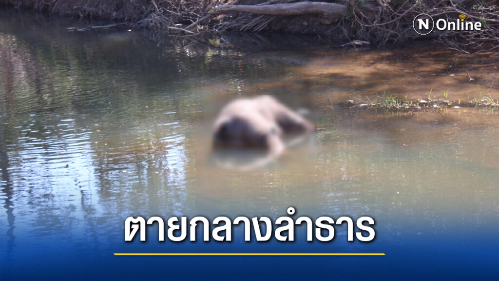 พบช้างป่าตายปริศนากลางลำธารป่าทับลาน