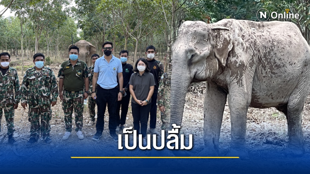 "เป็นปลื้ม" ช้างป่าชราภาพ ป่ารอยต่อห้าจังหวัด กลายเป็นนางงามมิตรภาพ
