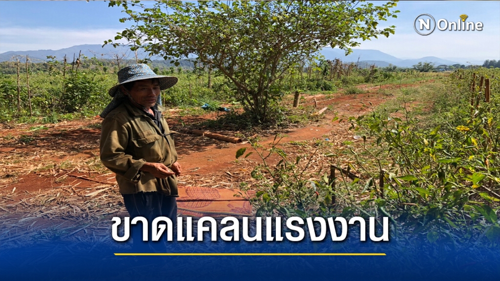 นายจ้าง"พบพระ"โอด ขาดแคลนแรงงานภาคเกษตร นายจ้าง"พบพระ"โอด ขาดแคลนแรงงานภาคเกษตร