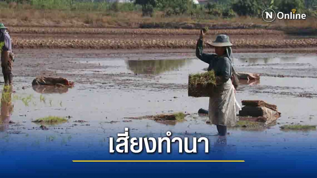 ชาวนาพิจิตรเสี่ยงทำนาแบบปักดำประหยัดน้ำ ชาวนาพิจิตรเสี่ยงทำนาแบบปักดำประหยัดน้ำ