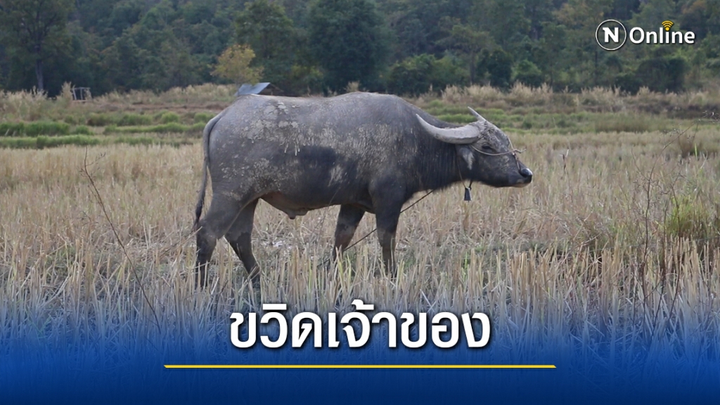 ตาเลี้ยงควายชะตาขาด ถูกไล่ขวิด เหยียบซ้ำดับคาที่ ตาเลี้ยงควายชะตาขาด ถูกไล่ขวิด เหยียบซ้ำดับคาที่