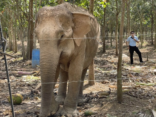 "เป็นปลื้ม" ช้างป่าชราภาพ ป่ารอยต่อห้าจังหวัด กลายเป็นนางงามมิตรภาพ