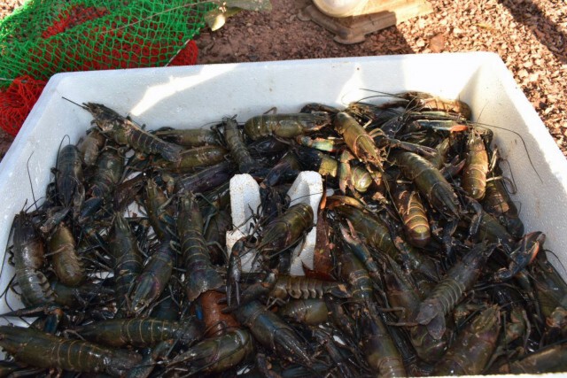 ทหารซื้อกุ้งสดช่วยเหลือเกษตรกรที่ได้รับผลกระทบจากโควิด