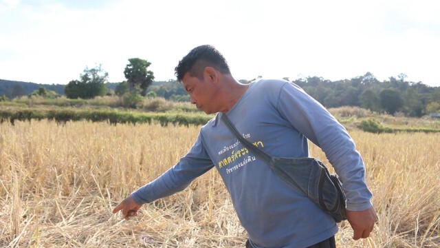 ตาเลี้ยงควายชะตาขาด ถูกไล่ขวิด เหยียบซ้ำดับคาที่