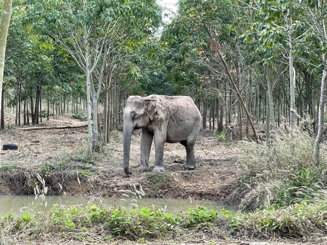 "เป็นปลื้ม" ช้างป่าชราภาพ ป่ารอยต่อห้าจังหวัด กลายเป็นนางงามมิตรภาพ