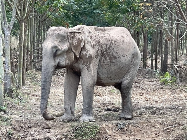 "เป็นปลื้ม" ช้างป่าชราภาพ ป่ารอยต่อห้าจังหวัด กลายเป็นนางงามมิตรภาพ