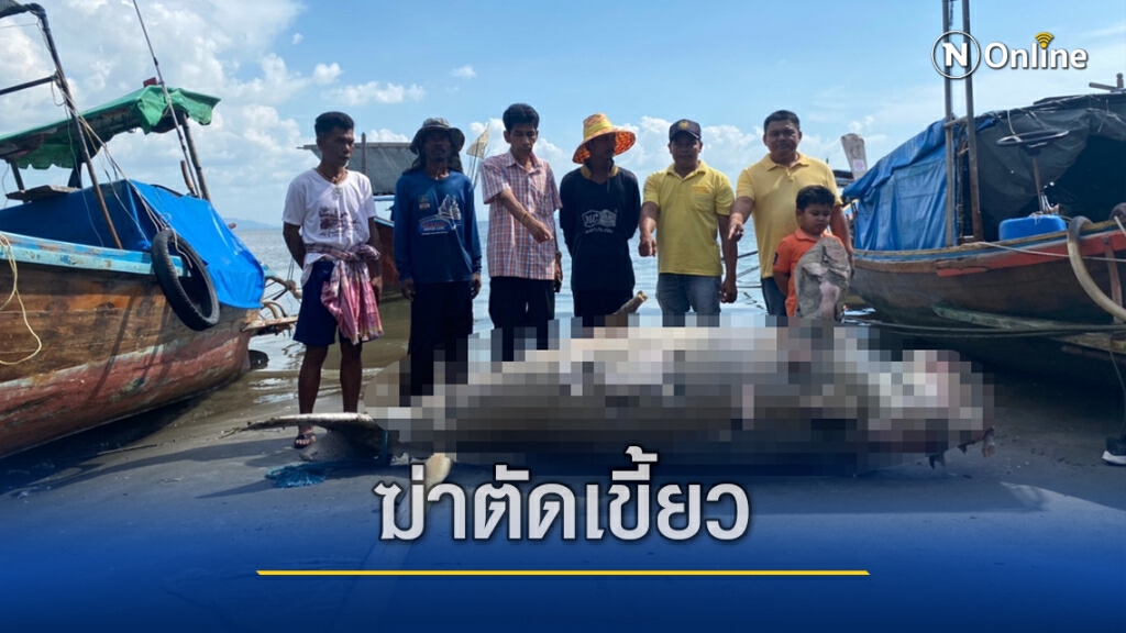 สลดซ้ำพะยูนถูกฆ่าตัดเขี้ยว 2 ตัวในรอบ 14 วัน สลดซ้ำพะยูนถูกฆ่าตัดเขี้ยว 2 ตัวในรอบ 14 วัน