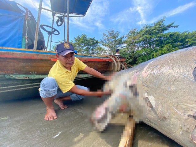 สลดซ้ำพะยูนถูกฆ่าตัดเขี้ยว 2 ตัวในรอบ 14 วัน