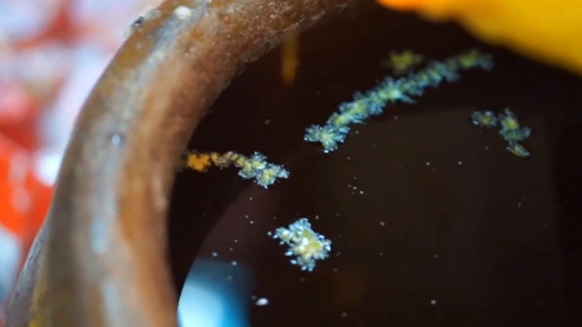 เลขเด็ดโอ่งน้ำมนต์ "ไอ้ไข่" วัดเขาพระทอง เมืองนครศรีฯ