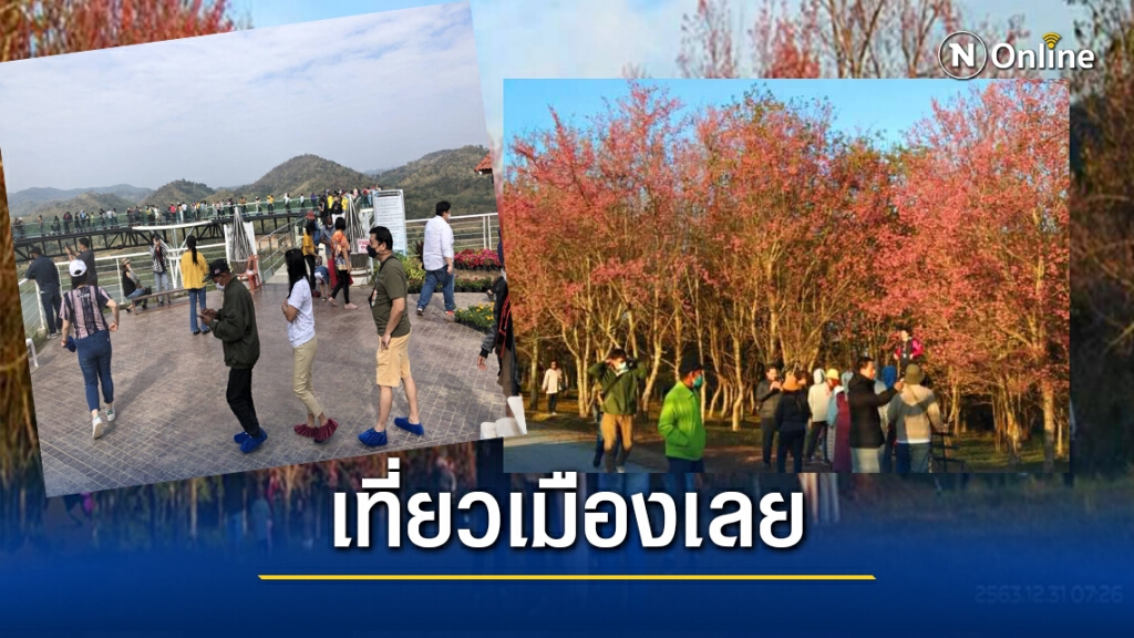 คึกคักวันสิ้นปีเที่ยวสกายวอล์คและชมดอกพญาเสือโคร่งภูลมโล