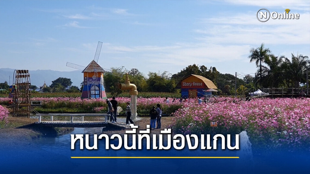 "หนาวนี้ที่เมืองแกน"สัมผัส"ทุ่งดอกคอสมอส"