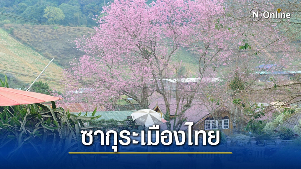 สัมผัสอากาศหนาว-ชมดอกนางพญาเสือโคร่ง