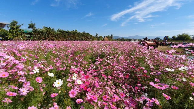 "หนาวนี้ที่เมืองแกน"สัมผัส"ทุ่งดอกคอสมอส"