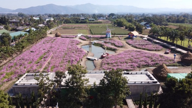 "หนาวนี้ที่เมืองแกน"สัมผัส"ทุ่งดอกคอสมอส"