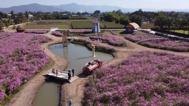 "หนาวนี้ที่เมืองแกน"สัมผัส"ทุ่งดอกคอสมอส"