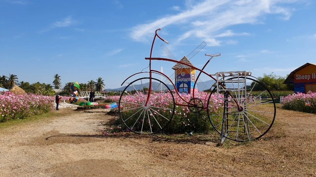 "หนาวนี้ที่เมืองแกน"สัมผัส"ทุ่งดอกคอสมอส"