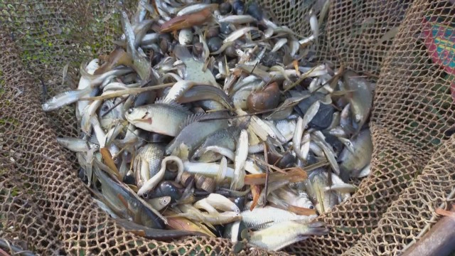 ชาวบ้านช่วยกันจับปลารอรับลูกหลานกลับจากกทม.