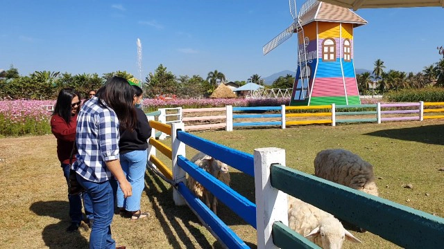 "หนาวนี้ที่เมืองแกน"สัมผัส"ทุ่งดอกคอสมอส"