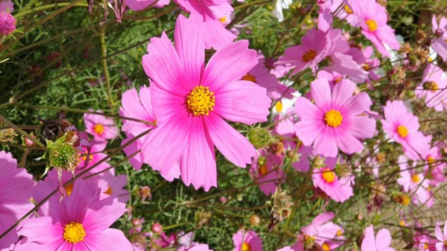 "หนาวนี้ที่เมืองแกน"สัมผัส"ทุ่งดอกคอสมอส"