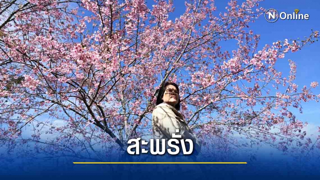 ดอกพญาเสือโคร่งยังบานสะพรั่งรับนักท่องเที่ยว ดอกพญาเสือโคร่งยังบานสะพรั่งรับนักท่องเที่ยว