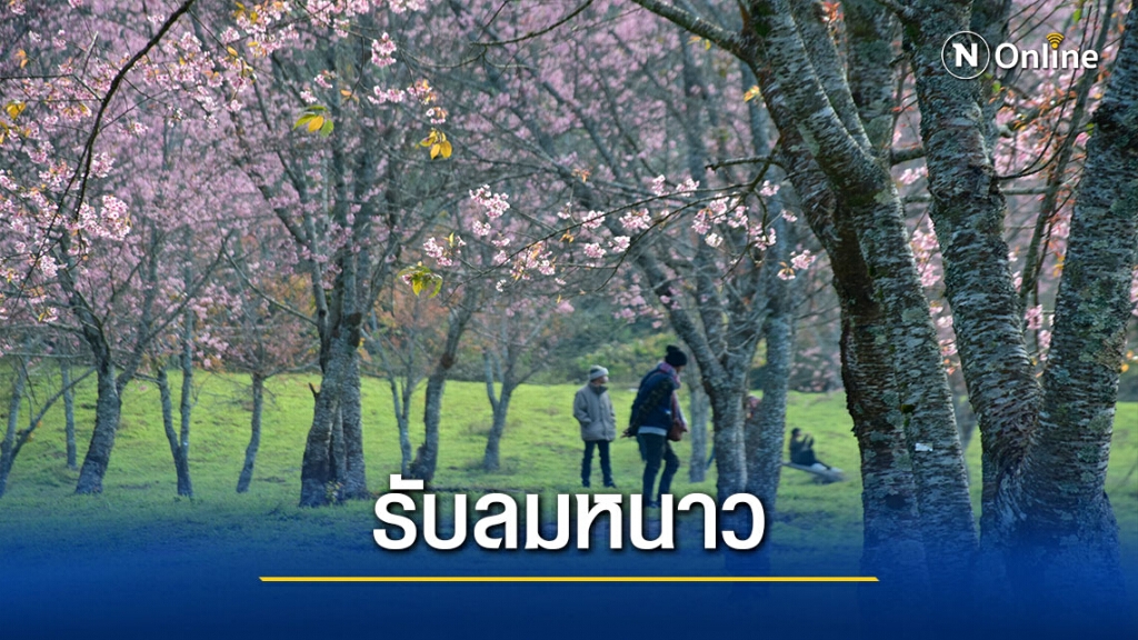 เย็นยะเยือก-ชม"พญาเสือโคร่ง"บนยอดภูลมโล เย็นยะเยือก-ชม"พญาเสือโคร่ง"บนยอดภูลมโล