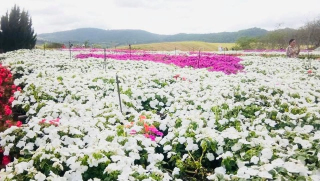 เที่ยวฟลอร่าพาร์ควังน้ำเขียวแน่น