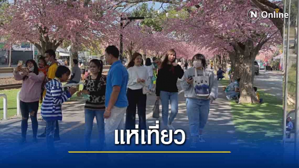 แห่ถ่ายรูปกับซากุระเมืองไทยคึกคัก แห่ถ่ายรูปกับซากุระเมืองไทยคึกคัก