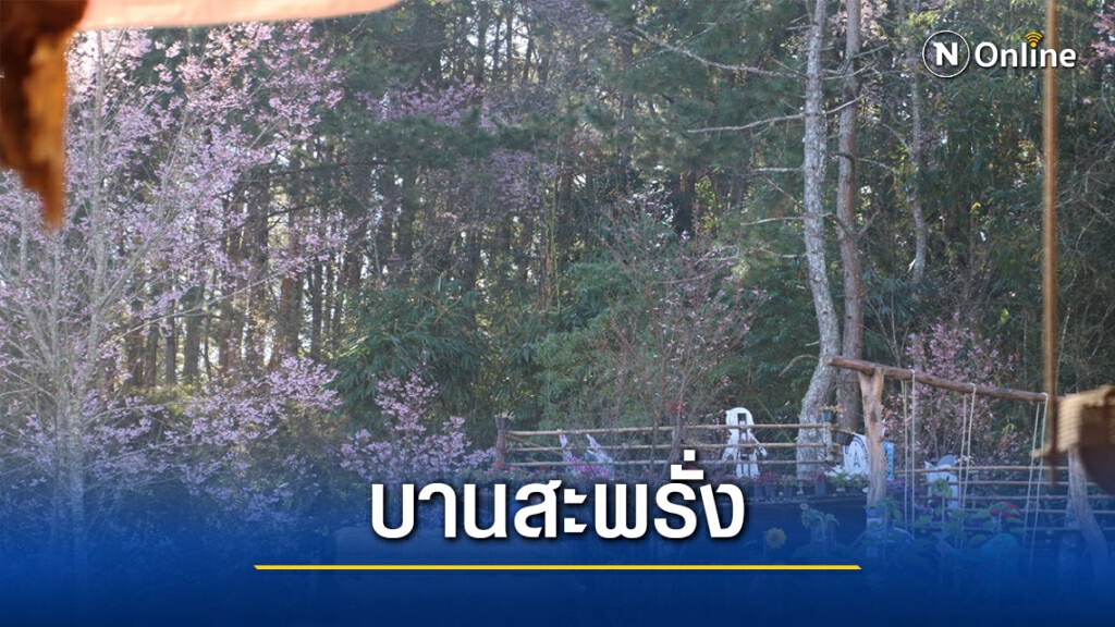 ดอกนางพญาเสือโคร่งบานสีชมพูเต็มบ้านใหม่ร่องกล้า ดอกนางพญาเสือโคร่งบานสีชมพูเต็มบ้านใหม่ร่องกล้า