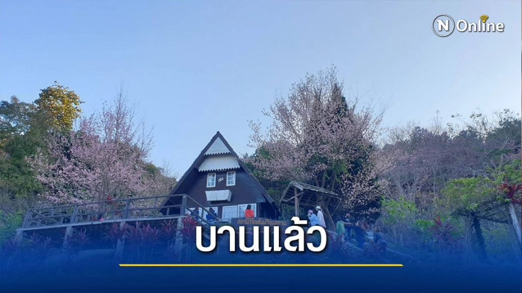 พญาเสือโคร่งบานสะพรั่งทั่วสถานีวิจัยต้นน้ำขุนสถาน