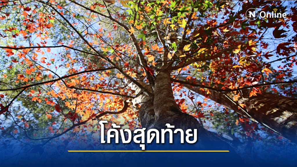 ชมใบเมเปิ้ลแดง-ที่โรงเรียนการเมืองการทหาร