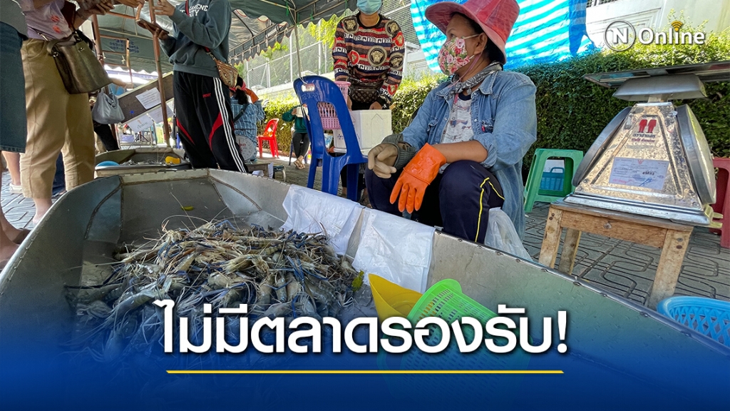 เกษตรกรวังกุ้งโอด!! พ่อค้าไม่รับซื้อ หวังเปิดตลาดขายเอง