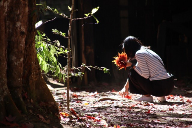 ชมใบเมเปิ้ลแดง-ที่โรงเรียนการเมืองการทหาร