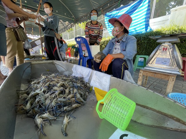 เกษตรกรวังกุ้งโอด!! พ่อค้าไม่รับซื้อ หวังเปิดตลาดขายเอง