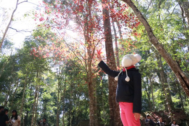 ชมใบเมเปิ้ลแดง-ที่โรงเรียนการเมืองการทหาร