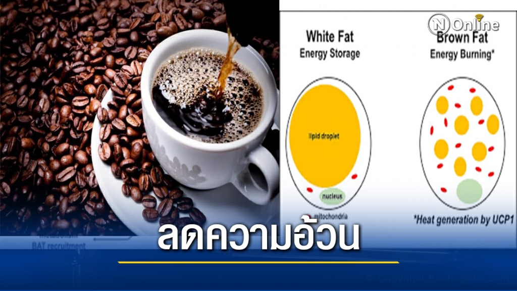 ไขมันกับการลดความอ้วน ไขมันกับการลดความอ้วน