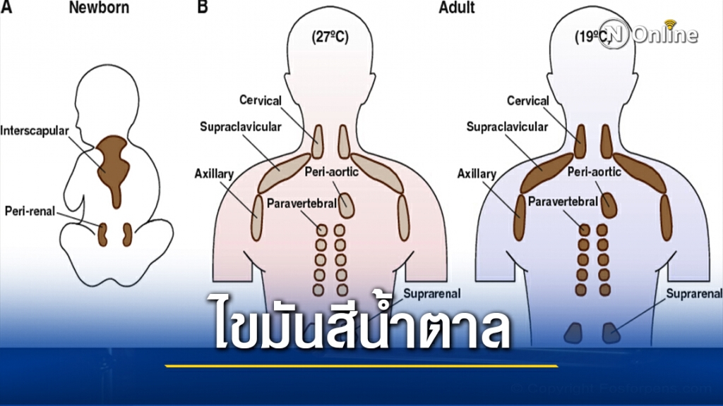 ไขมันสีน้ำตาลของร่างกายป้องกันการเกิดโรคได้ ไขมันสีน้ำตาลของร่างกายป้องกันการเกิดโรคได้