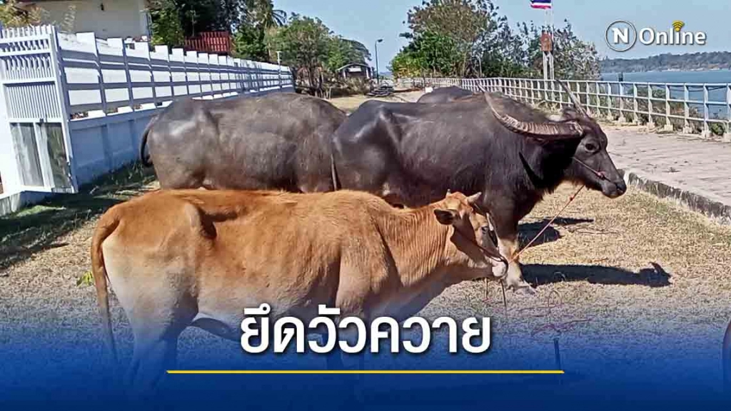 ลักลอบนำวัวควายข้ามโขงขาย ลักลอบนำวัวควายข้ามโขงขาย